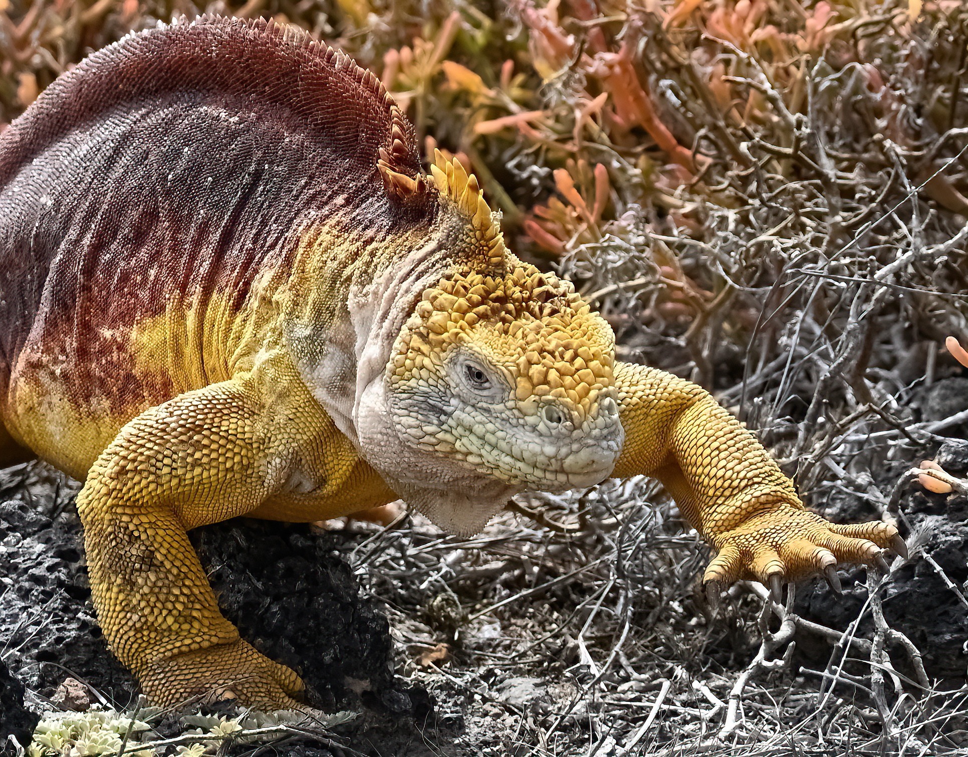 Image is not available