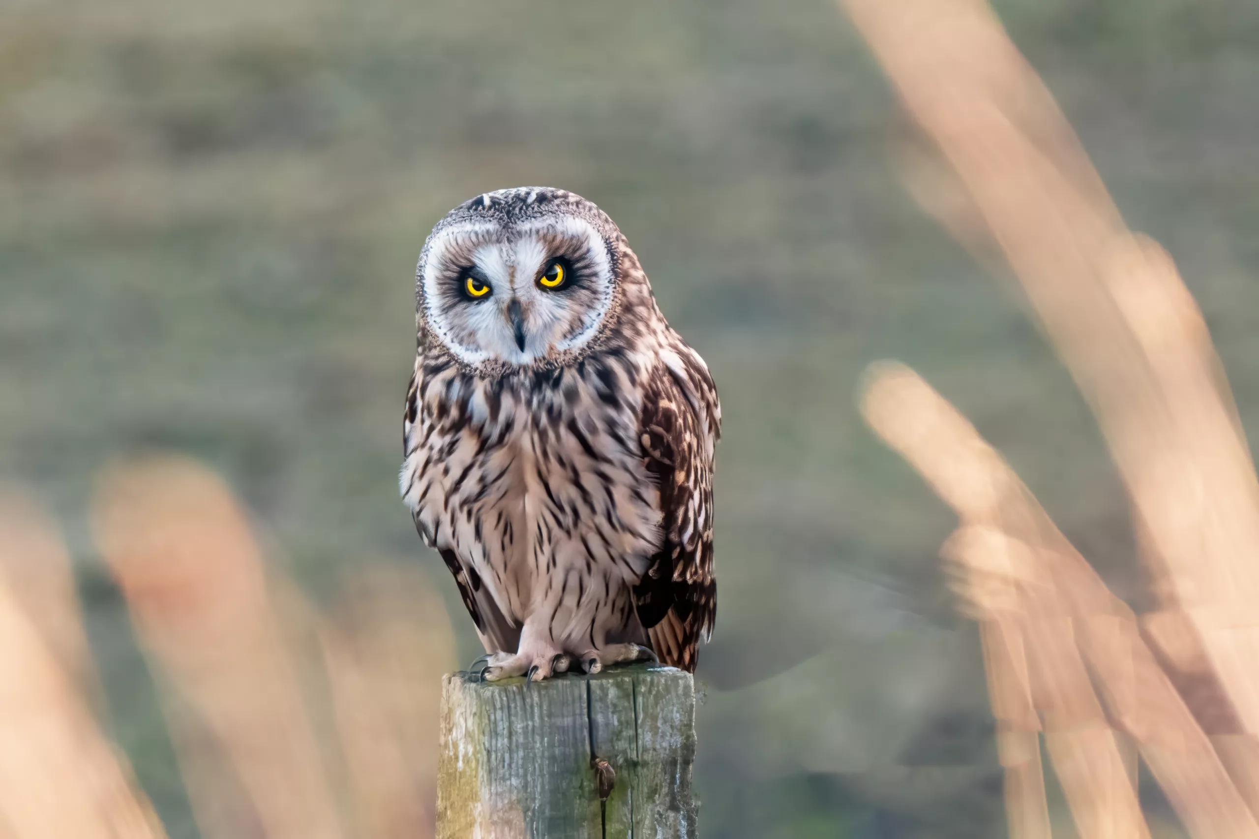 Image is not available