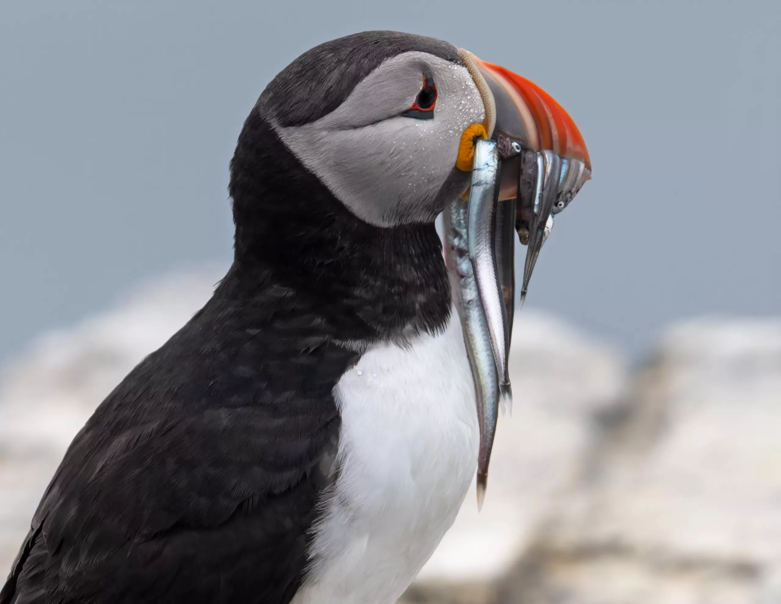 Image is not available